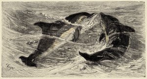 Zoologie: delfíni (delphinus delphis) popsaní a ilustrovaní Carlem Vogtem a Federicem Spechtem v "Natural history illustree: savci" 1884 od Unbekannter Künstler