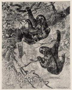 Zoologie: líný (Ai - Bradypus tridactylus) popsaný a ilustrovaný Carlem Vogtem a Federicem Spechtem v "Illustree Natural History: Savci" 1884 od Unbekannter Künstler