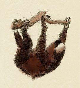 Zoologie: líný (Bradypus tridactylus) od Unbekannter Künstler