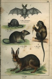 Zoologie: zobrazení netopýra, myši, krysy, opice, zajíce. Talíř z francouzsko-německého dětského slovníku od Unbekannt