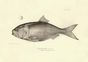 Zoologie: vyobrazení ryby "Alosa pectinata", kterou popsal Charles Darwin během své plavby na palubě lodi Beagle. Deska z knihy "The zoology of the voyage of H.M.S. Beagle under the command of Captaain Fitzroy during the years 1832-1836". od Unbekannter Künstler