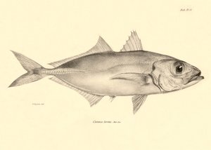 Zoologie: vyobrazení ryby "Caranx torvus", kterou popsal Charles Darwin během své plavby na palubě lodi Beagle. Deska z knihy "The zoology of the voyage of H.M.S. Beagle under the command of Captaain Fitzroy during the years 1832-1836". od Unbekannter Künstler