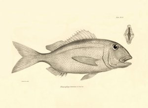 Zoologie: vyobrazení ryby "Chrysophrys taurina", kterou popsal Charles Darwin během své plavby na palubě lodi Beagle. Deska z knihy "The zoology of the voyage of H.M.S. Beagle under the command of Captaain Fitzroy during the years 1832-1836". od Unbekannter Künstler