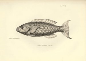 Zoologie: vyobrazení ryby "Scarus Chlorodon", kterou popsal Charles Darwin během své plavby na palubě lodi Beagle. Deska z knihy "The zoology of the voyage of H.M.S. Beagle under the command of Captaain Fitzroy during the years 1832-1836". od Unbekannter Künstler