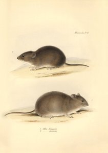 Zoologie: Mus Renggeri a Mus obscurus (krysy), které popsal Charles Darwin během své objevitelské cesty na palubě lodi Beagle. Deska z knihy "Zoologie cesty H.M.S. Beagle pod velením kapitána Fitzroye v letech 1832 až 183". od Unbekannter Künstler