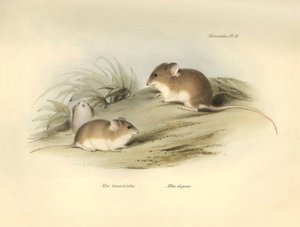 Zoologie: "Mus albimaculatus" a "Mus elegans" (myš), které popsal Charles Darwin během své objevitelské cesty na palubě lodi Beagle. Deska z knihy "The Zoology of the voyage of the H.M.S. Beagle under the command of Captain Fitzroy during the years 1832 to od Unbekannter Künstler