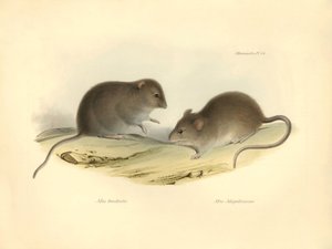 Zoologie: Mus brachiotis a Mus Magellanicus (krysy), které popsal Charles Darwin během své objevitelské cesty na palubě lodi Beagle. Deska z knihy "The Zoology of the voyage of the H.M.S. Beagle under the command of Captain Fitzroy during the years 1832 to od Unbekannter Künstler