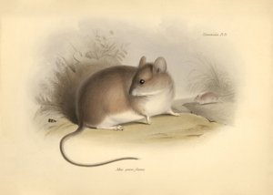 Zoologie: "Mus griseoflavus" neboli myš listová, kterou popsal Charles Darwin během své objevitelské cesty na palubě lodi Beagle. Deska z knihy "The Zoology of the voyage of the H.M.S. Beagle under the command of Captain Fitzroy during the years 1832 to 18 od Unbekannter Künstler