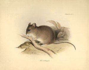 Zoologie: Myš "Mus xanthopygus" neboli xanthopygus, kterou popsal Charles Darwin během své objevitelské cesty na palubě lodi Beagle. Deska z knihy "The Zoology of the voyage of H.M.S. Beagle under the command of Captain Fitzroy during the years 1832 to 183 od Unbekannter Künstler