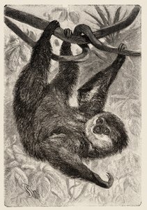 Zoology: unau or lazy describes and illustrates by Carlo Vogt and Federico Specht in "Natural history illustree: savmals" 1884 od Unbekannter Künstler