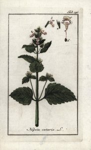 kočičí nebo kočičí máta (Nepeta cataria). Litografie z knihy "Afbeelding der Artseny-Gewassen" od Johannese Zorna (1739-1799), Nizozemsko. od Unbekannter Künstler
