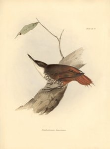 ornitologie: Darwin (1809-1882): "Dendrodamus leucosternus" pták Jižní Ameriky. Deska z knihy "The zoology of the voyage of H.M.S. Beagle. Let. III, Ptáci popsaní Johnem Gouldem, s poznámkou o jejich zvycích od Charla od Unbekannter Künstler