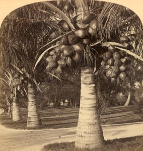 Kokosové stromy v bílých píscích na Floridě. USA, c1900. od Underwood and Underwood