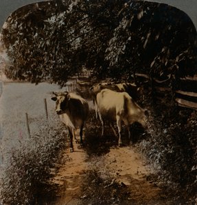 Krávy se vracejí domů po uličce v době dojení, c1900. Umělci: Elmer Underwood, Bert Elias Underwood. od Underwood and Underwood