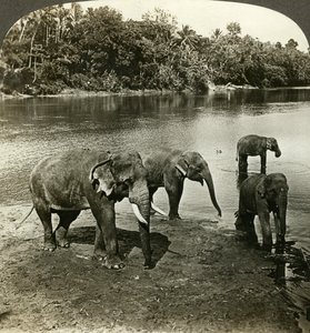 Sloni, Srí Lanka Ceylon. od Underwood and Underwood
