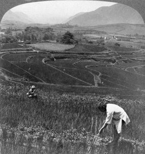 Úrodná rýžová pole ve starém kráteru Aso-San, Japonsko, 1904. od Underwood and Underwood