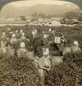 Dívky sbírají čaj, Uji, Japonsko. od Underwood and Underwood