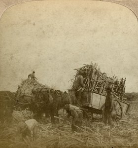 Nakládací třtina, cukrová plantáž, Louisiana, USA. od Underwood and Underwood