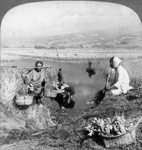 Men gathering rushes near Suzukawa, Fujiyama, Japan, 1904. od Underwood and Underwood