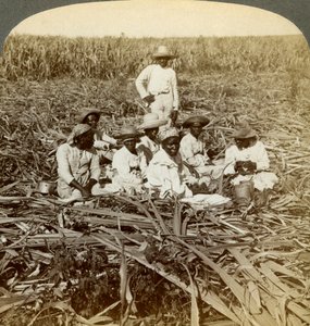 Na cukrové plantáži La Union, San Luis, provincie Santiago, Kuba, 1899. od Underwood and Underwood