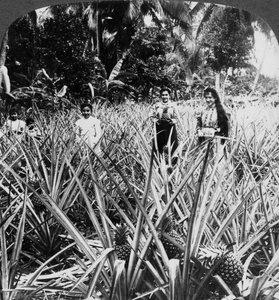 Ananasová pole, Mayaguez, Portoriko. od Underwood and Underwood