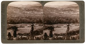Vrch Samaří, z jihu, obklopený svými fíkovými a olivovými háji, Palestina, 1900. od Underwood and Underwood