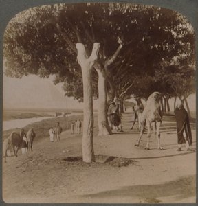 Cesta k pyramidám, Egypt, 1896. od Underwood and Underwood