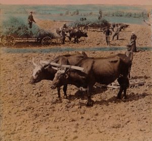 Spořiví lidé z venkova s dobytkem při práci na farmě poblíž Jonkopingu, Švédsko, 1905. Umělci: Elmer Underwood, Bert Elias Underwood. od Underwood and Underwood