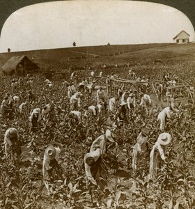 Tabákové pole, Montpeller, Jamajka, 1900. od Underwood and Underwood