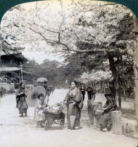 Pod třešňovými květy, při pohledu na severovýchod podél hlavní třídy parku Shiba, Tokio, Japonsko, 1904 od Underwood and Underwood