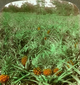 Kde roste svůdný ananas, Florida, USA, 1896. od Underwood and Underwood