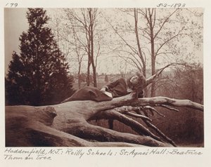 [Beatrice Thom na stromě, Haddonfield, New Jersey] od Unidentified