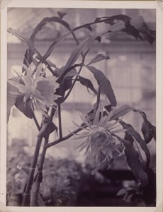 [Cereus kvetoucí v noci, V květu] od Unidentified