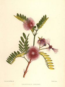 Bottlebrush, Callistemon linearis (Calistemon linearis) od Unknown