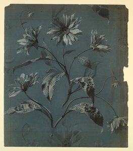 Design pro tapetu nebo textil z květu typu Daisy s opakováním od Unknown