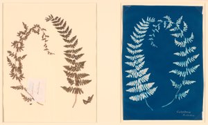 Z alba Hatton Fern od Unknown