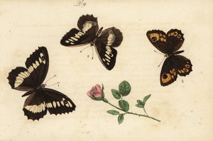 Lipan pruhovaný, Brintesia circe 1, poustevník, Chazara briseis 2, a hnědák velký, Lasiommata maera 3 od Unknown