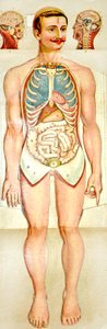 Rozkládací vzdělávací model Human Anatomy, c. 1895 od Unknown