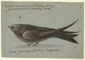 Nightjar od Unknown