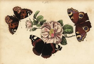 Malovaná motýlka, Vanessa cardui 1, červený admirál, Vanessa atalanta 2 a evropský páv, Aglais io 3 od Unknown