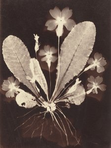Botanický fotogram