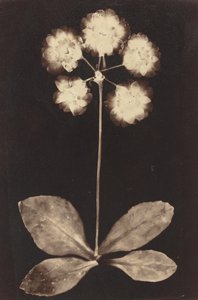 Botanický fotogram