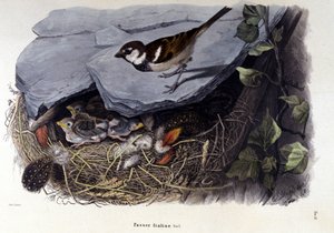 Deska představující obyčejného ptáka (nebo vrabce) poblíž jeho hnízda. od Unknown artist