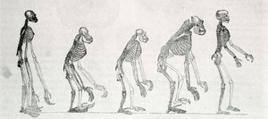 Srovnávací studie koster člověka a opic: gibon, orang outan (orangutan, orang outang, orangutan), šimpanz a gorila. od Unknown artist