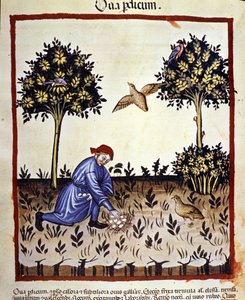 Muž vybírá vejce z hnízda koroptev. Osvětlení z dojení medicíny a dietetiky „“Tacuinum sanitatis““ od Unknown artist