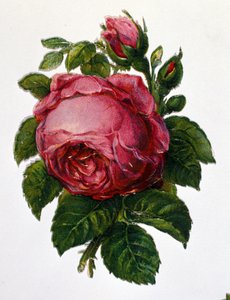 Růže od Unknown artist
