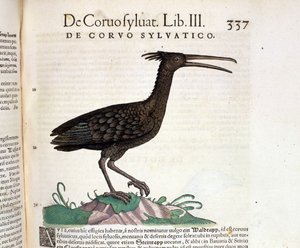 Divoký havran z Historia Animalium Conrada Gesnera, Tiguri 1560. Biblioteca Nazionale Braidense. Milán od Unknown artist