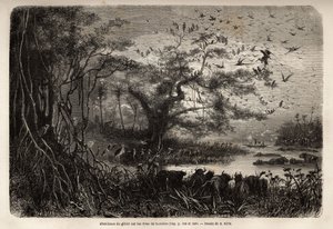 Hojnost zvěře na březích Zambese. Rytina pro ilustraci prvních plaveb Dr. Livingstonea do jižní Afriky v letech 1840 až 1856 v „Le tour du monde, nouveau journal des voyages““ vydaném pod vedením Edouarda Chartona od Unknown artist