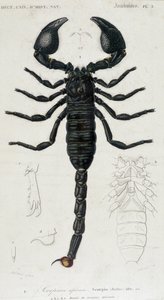 African Scorpion - přírodovědná tabule od Unknown artist