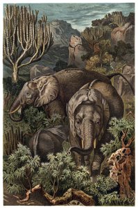 Slon africký (Loxodonta) - Slon africký (Loxodonta) - rytina z „”Brehmova života zvířat”” od Alfreda Edmunda Brehma (1829-1884) od Unknown artist